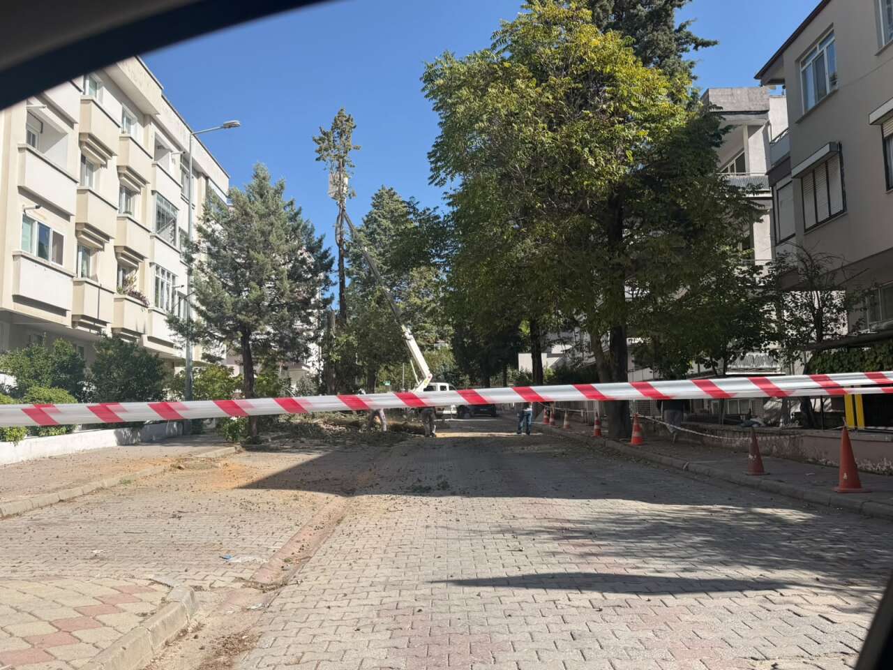 ​Menteşe’de Riskli Ağaçlar İçin Düğmeye Basıldı: Çalışmalar Resmen Başladı 4